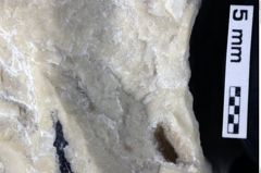 Foto (Detailansicht) von Decapoda indet. (NHMW-GEO-1990-0041-0217)